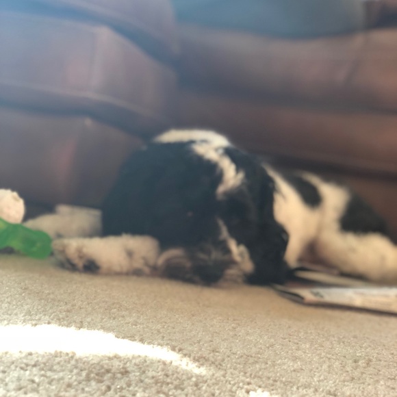 Meet your Posher, Jacob - Picture 1 of 1